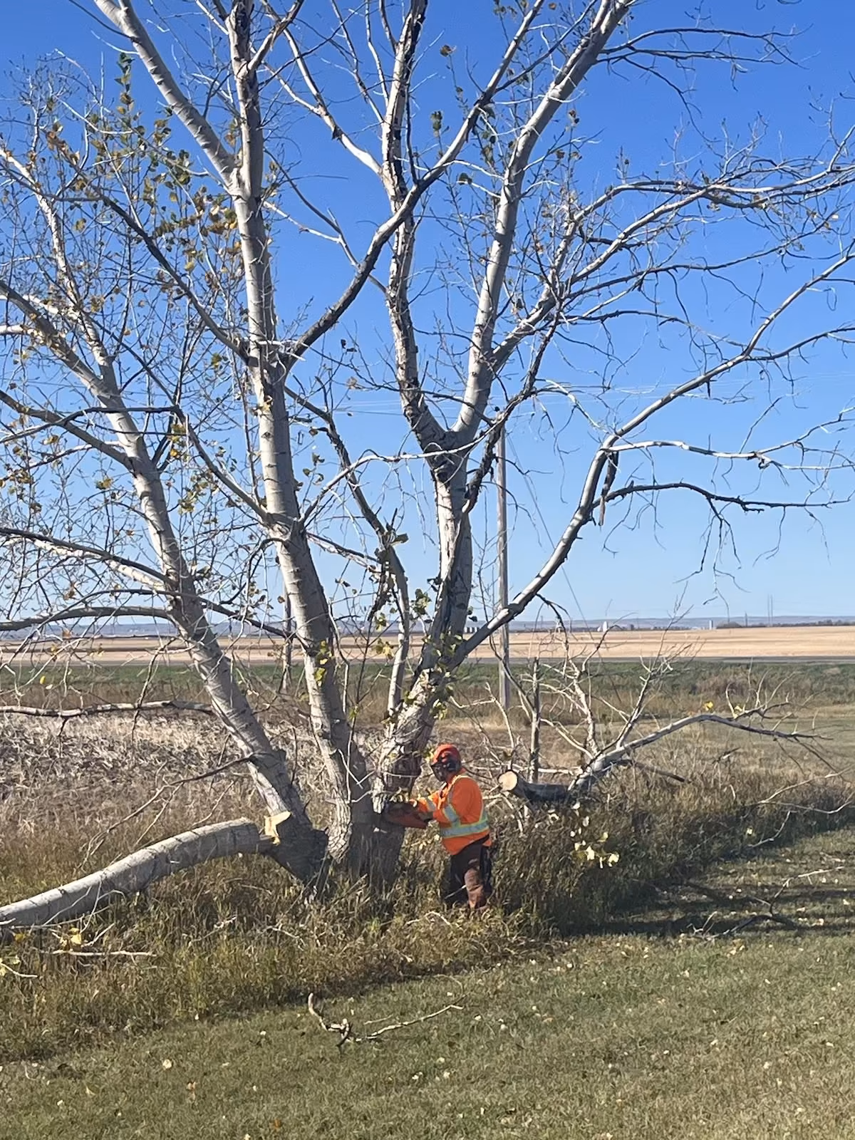 TSM Contractors Tree Removal and Trimming